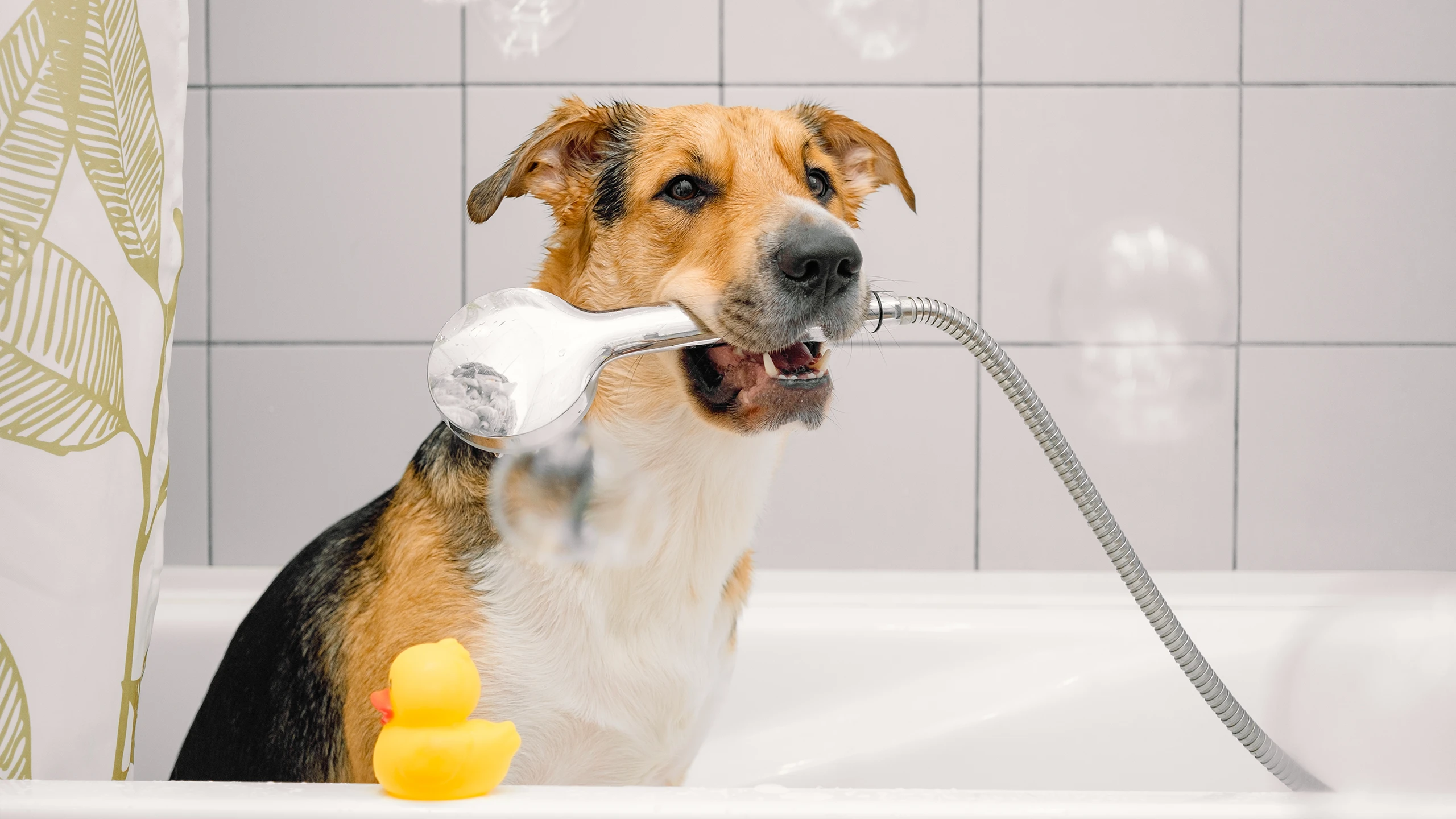 Medium-sized brown and black dog sitting in a white bathtub holding a handheld shower head in its mouth, with white tile walls in the background and a yellow rubber duck on the tub edge.
